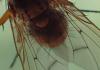 Helina sp.